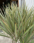 Dragon Tree ドラセナ コンシンネ トリカラー