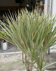 Dragon Tree ドラセナ コンシンネ トリカラー