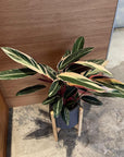 Calathea Stromanthe Triostar カラテア ストロマンテ トリオスター