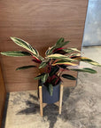 Calathea Stromanthe Triostar カラテア ストロマンテ トリオスター