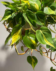 Philodendron 'Brasil' フィロデンドロン ブラジル