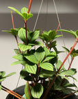 Peperomia pteolata ペペロミア プテオラータ