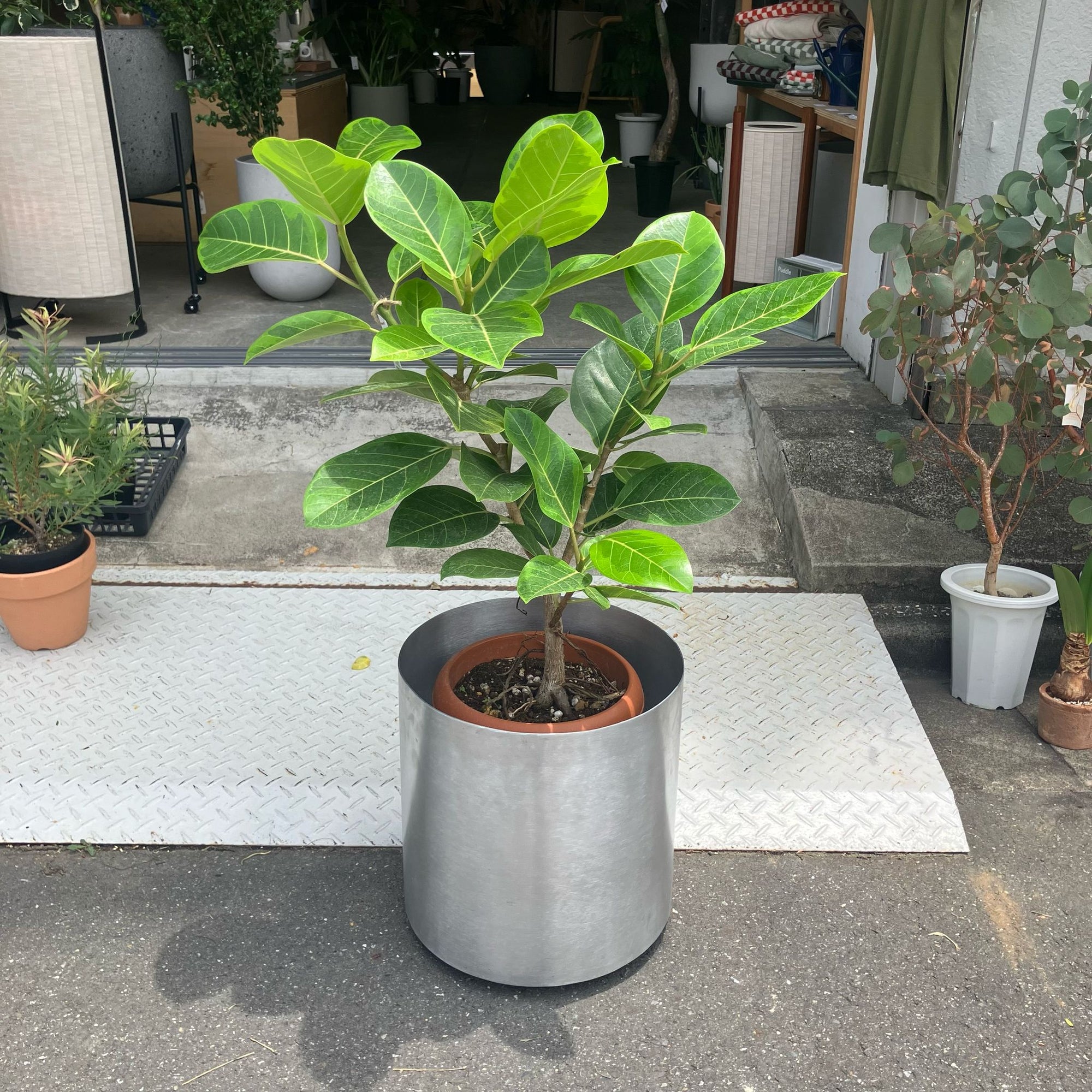 Ficus Altissima フィカス アルテシマ