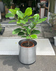 Ficus Altissima フィカス アルテシマ