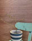 Sophora prostrata ‘Little Baby’ ソフォラ リトルベイビー