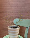 Sophora prostrata ‘Little Baby’ ソフォラ リトルベイビー