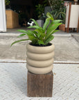 Vieno Planter ヴィエノ プランター