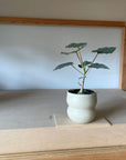 Ficus Petiolaris フィカス ペティオラリス