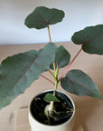 Ficus Petiolaris フィカス ペティオラリス