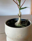 Ficus Petiolaris フィカス ペティオラリス