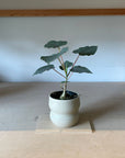 Ficus Petiolaris フィカス ペティオラリス