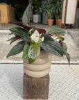 Vieno Planter ヴィエノ プランター