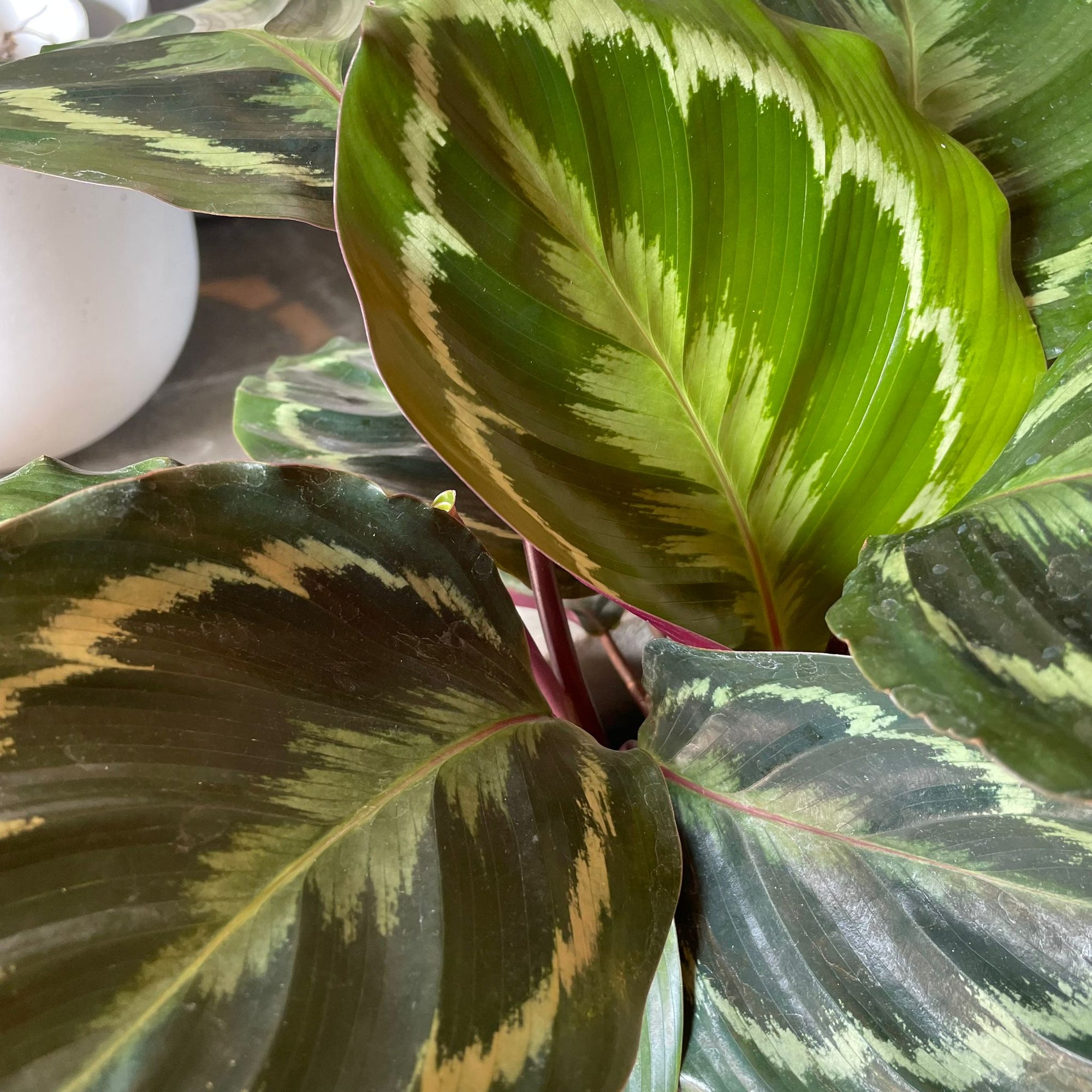 Calathea Roseopicta ‘Medallion’ カラテア メダリオン