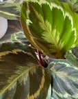 Calathea Roseopicta ‘Medallion’ カラテア メダリオン