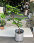 Ever Fresh Tree エバーフレッシュ