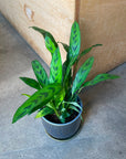 Calathea 'Leopardina' カラテア レオパルディナ クリソベリル Size 3