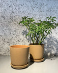 Brunswick Planter  ブランズウィックプランター