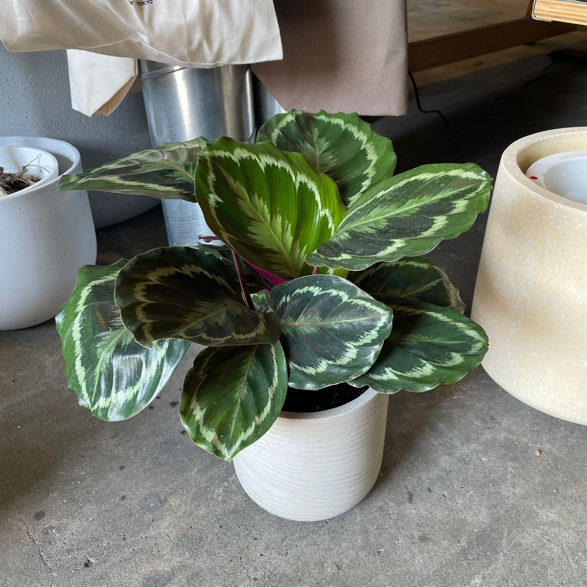 Calathea Roseopicta ‘Medallion’ カラテア メダリオン
