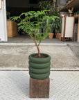 Vieno Planter ヴィエノ プランター