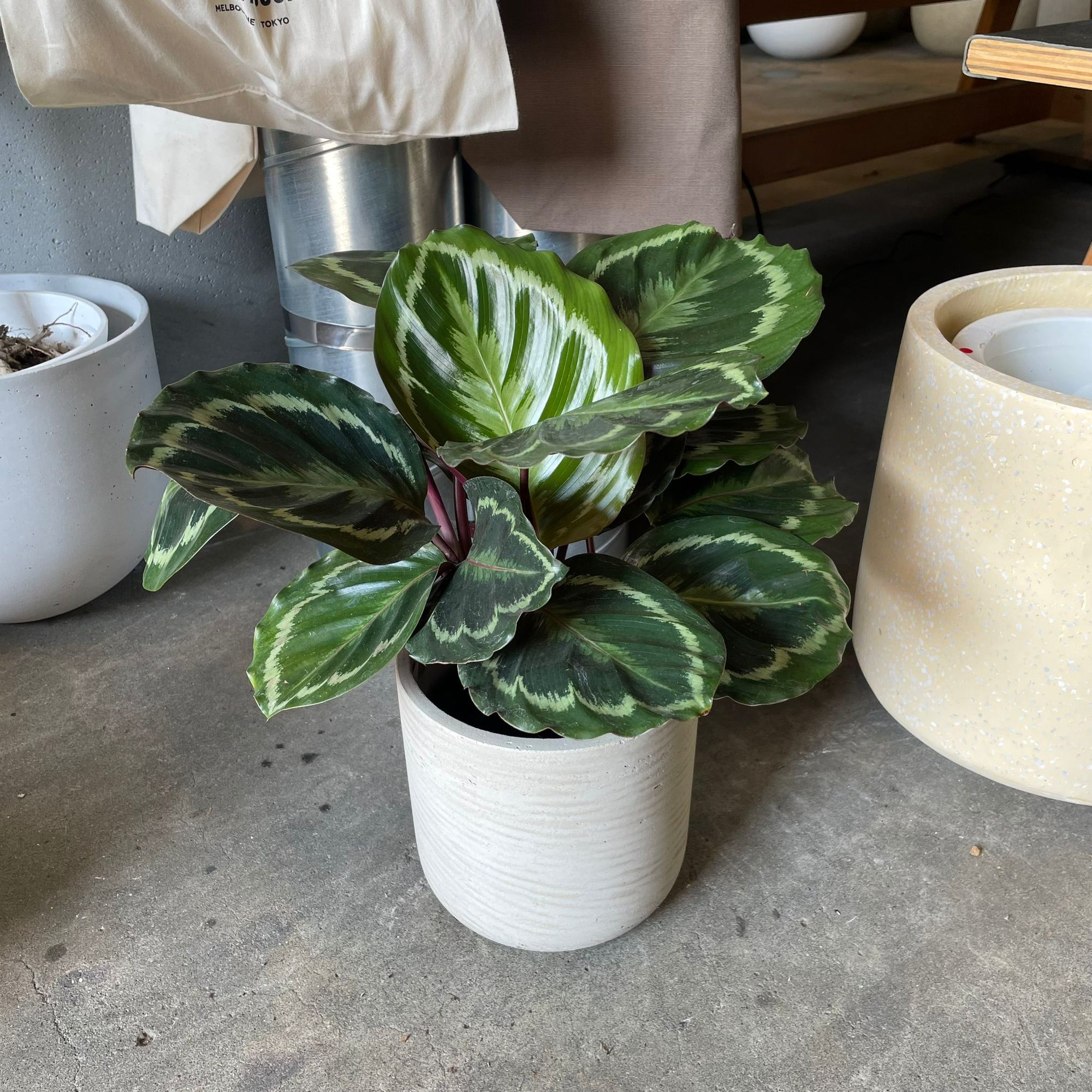 Calathea Roseopicta ‘Medallion’ カラテア メダリオン