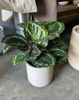 Calathea Roseopicta ‘Medallion’ カラテア メダリオン