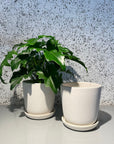 Brunswick Planter  ブランズウィックプランター