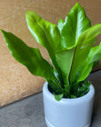 Asplenium bird's nest fern アスプレニウム アビス Size 3