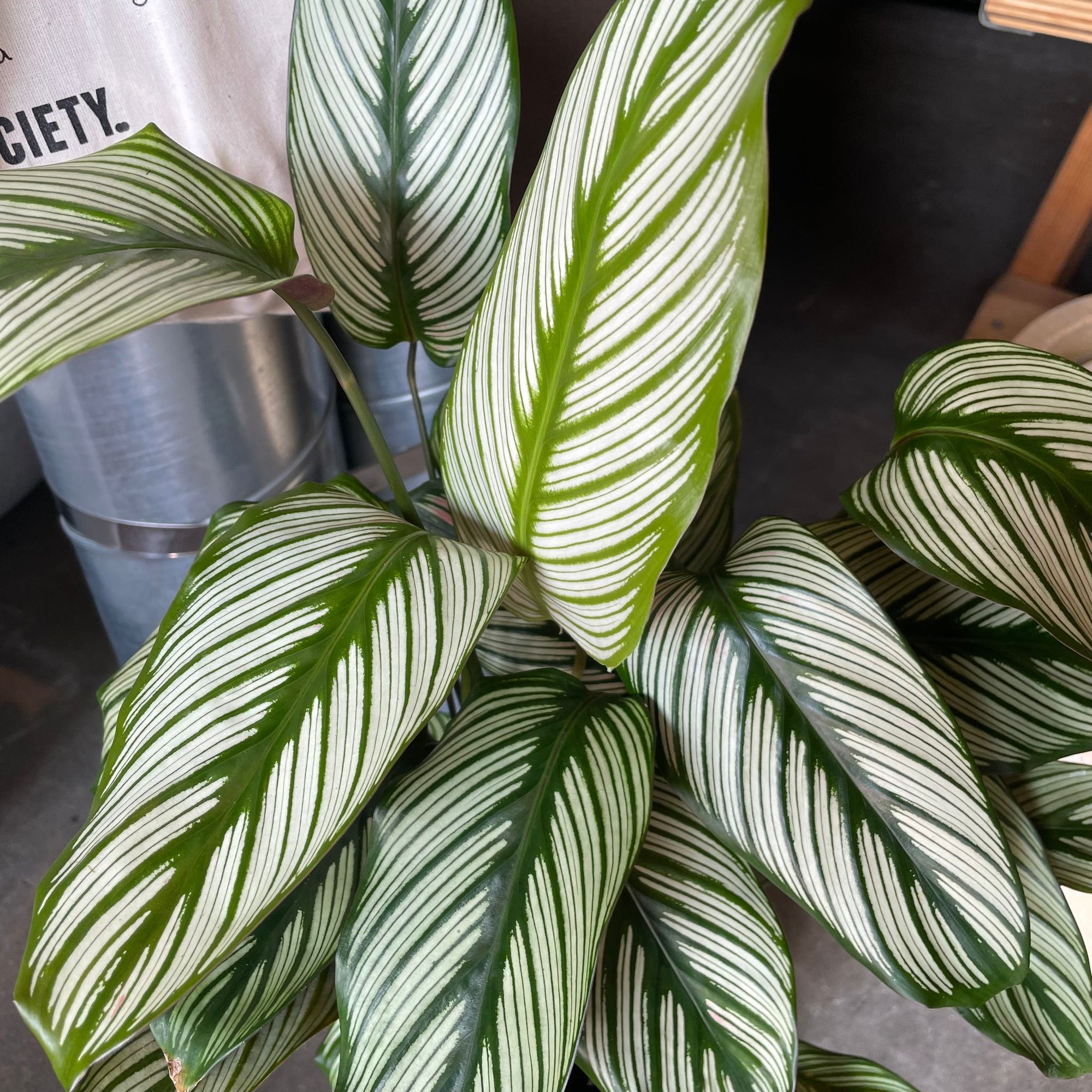 Calathea Majestica ‘White Star’ カラテア ホワイトスター