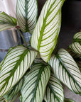Calathea Majestica ‘White Star’ カラテア ホワイトスター