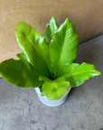 Asplenium bird's nest fern アスプレニウム アビス Size 3