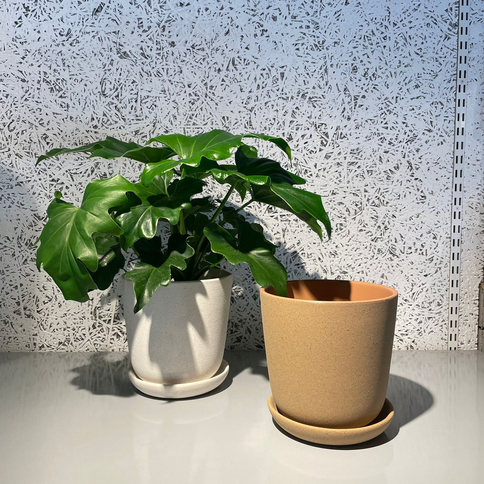 Brunswick Planter  ブランズウィックプランター