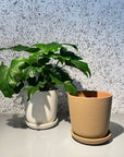 Brunswick Planter  ブランズウィックプランター