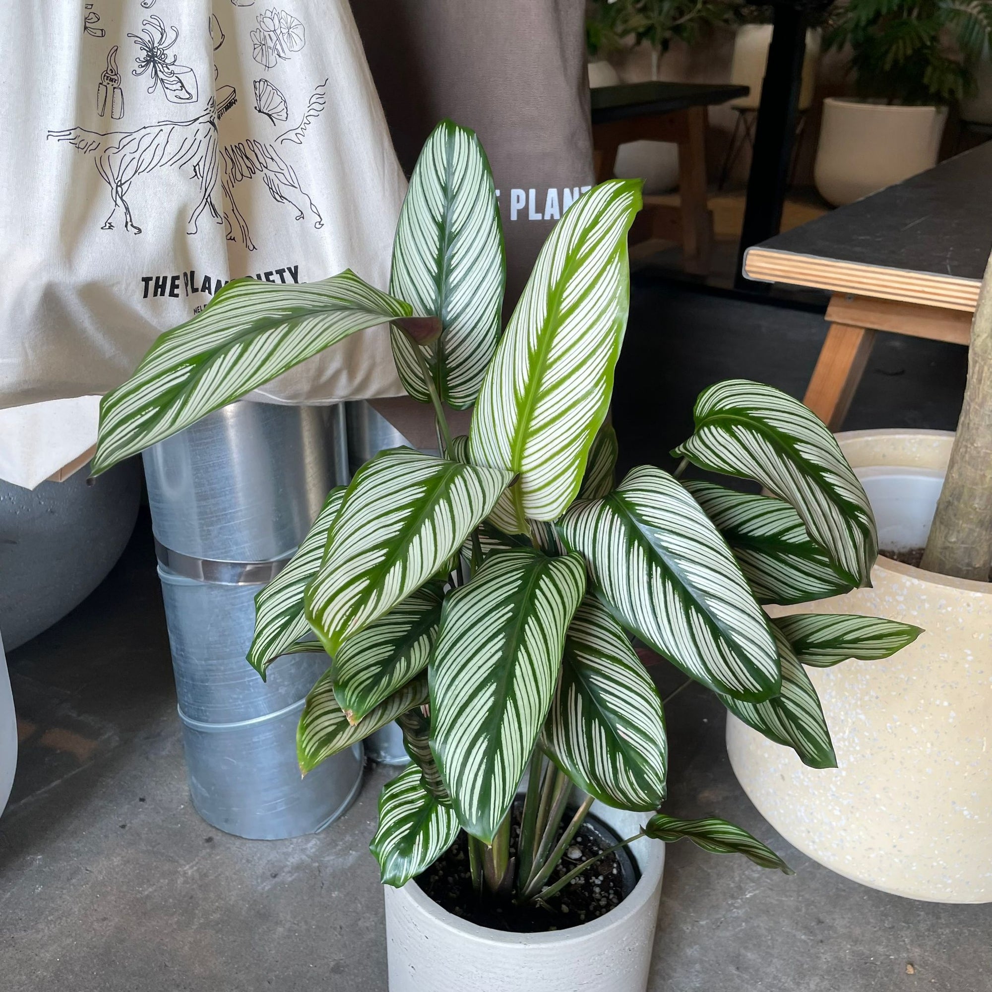 Calathea Majestica ‘White Star’ カラテア ホワイトスター