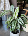 Calathea Majestica ‘White Star’ カラテア ホワイトスター
