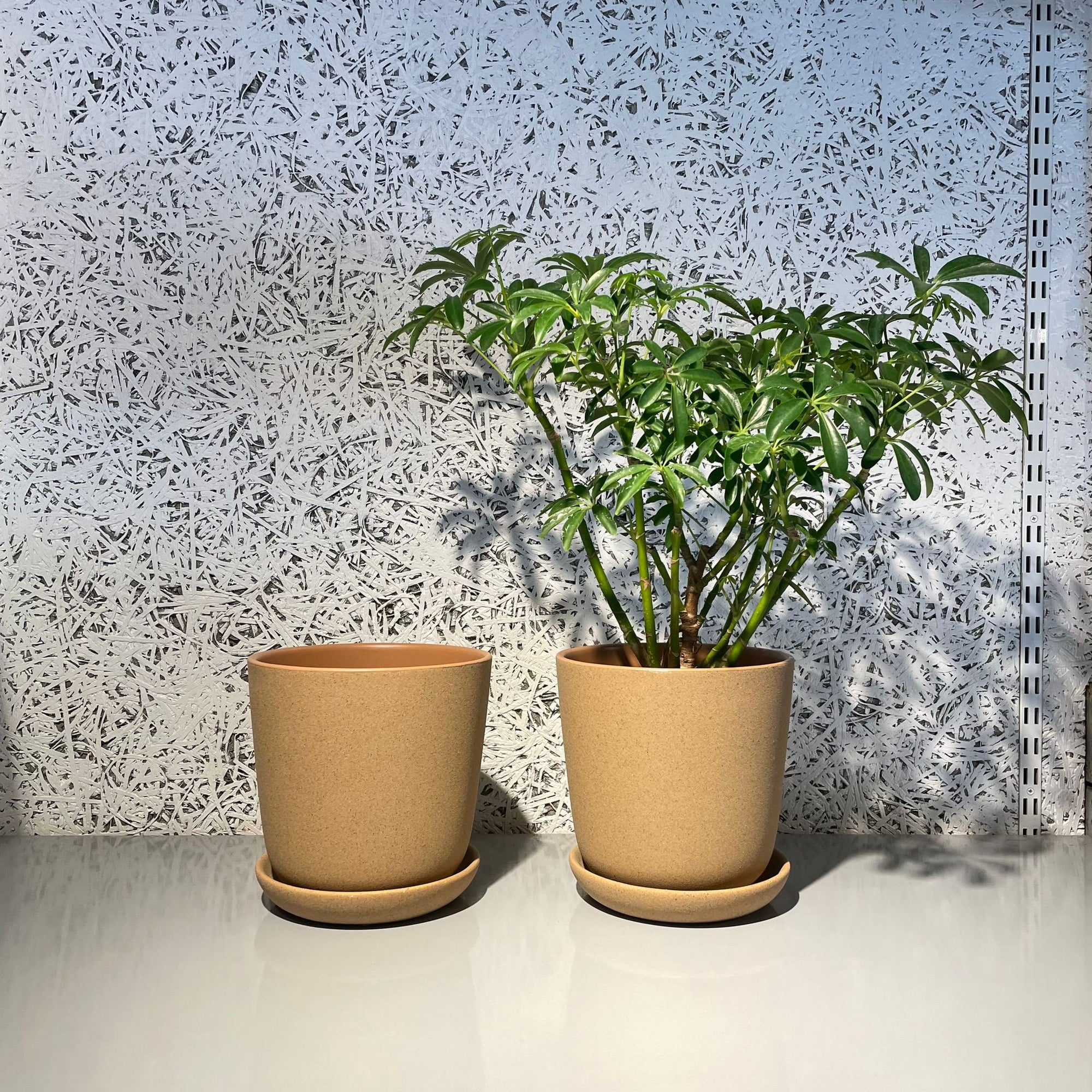 Brunswick Planter  ブランズウィックプランター