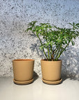 Brunswick Planter  ブランズウィックプランター