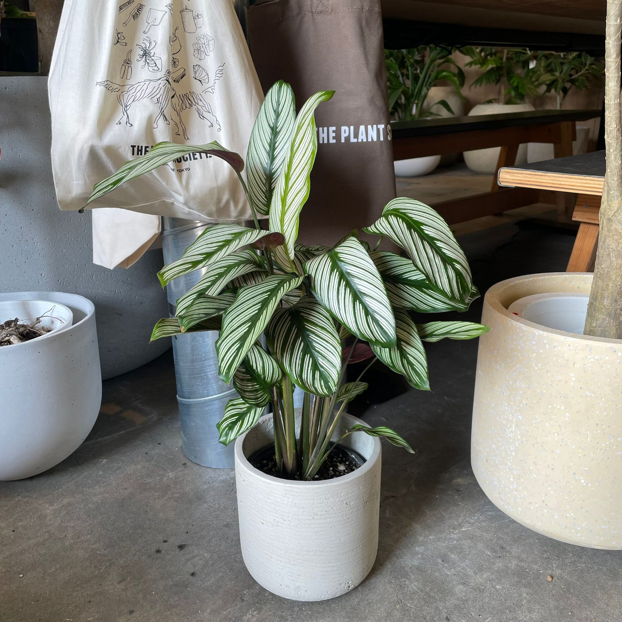 Calathea Majestica ‘White Star’ カラテア ホワイトスター