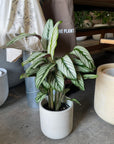 Calathea Majestica ‘White Star’ カラテア ホワイトスター