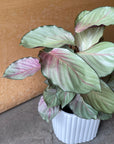 Calathea 'Silver Plate' カラテア シルバープレート