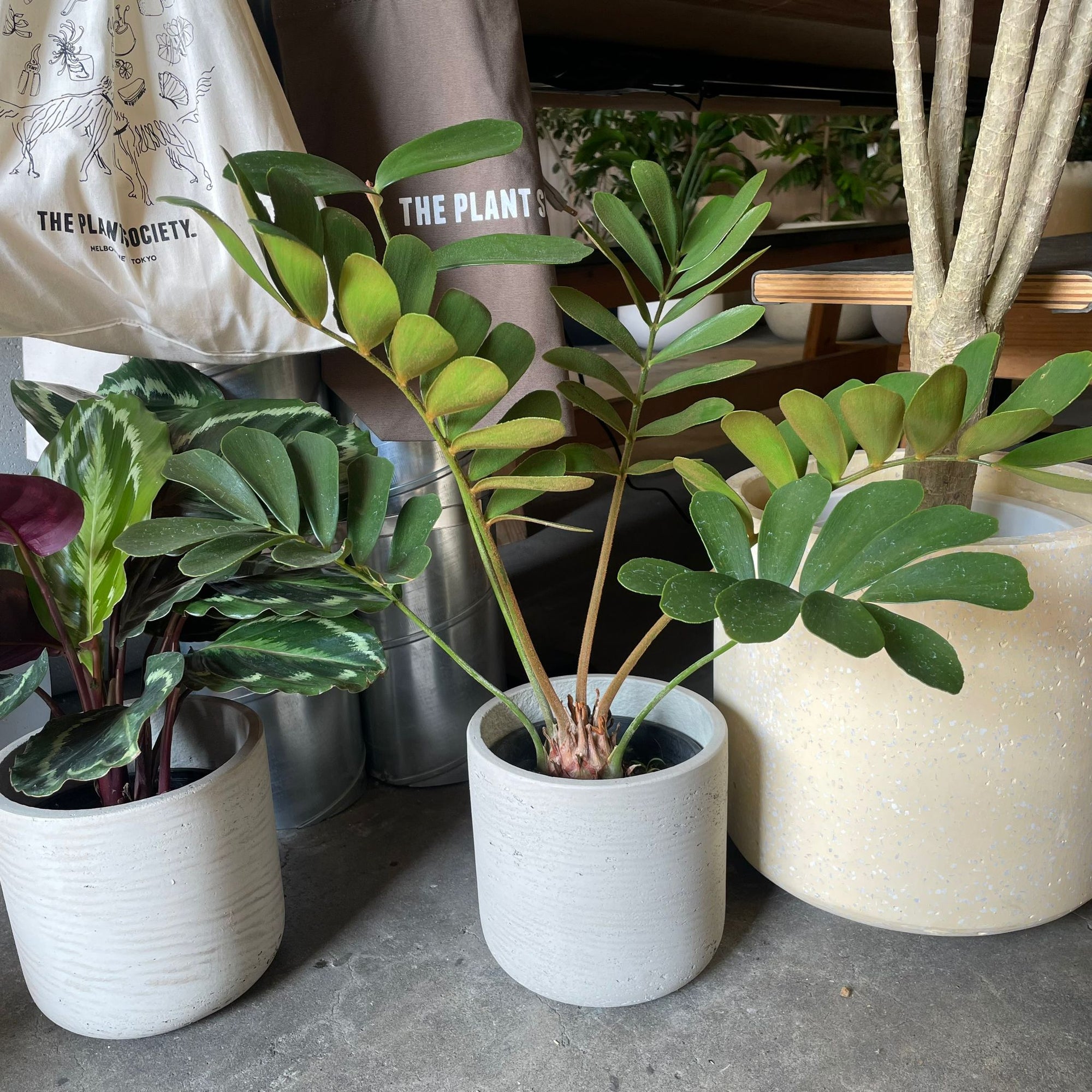 Cardboard Plant(Zamia furfuracea)メキシコソテツ