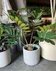 Cardboard Plant(Zamia furfuracea)メキシコソテツ