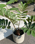 Cardboard Plant(Zamia furfuracea)メキシコソテツ