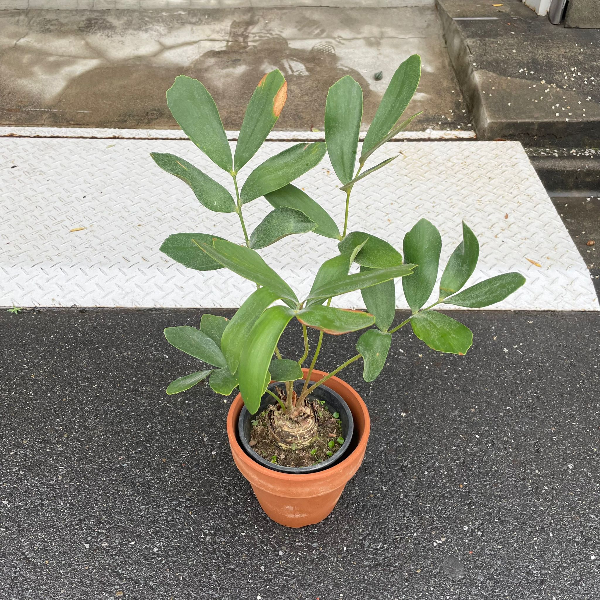 ⭐メキシコソテツ⭐(特大！重量級！) メキシコソテツ I 植物 I プラントソサエティトーキョーオンライン