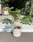 Cardboard Plant(Zamia furfuracea)メキシコソテツ
