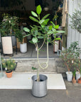 Ficus Audrey (Ficus benghalensis) フィカス ベンガレンシス