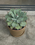 Agave assorted アガベ アソート Size 5