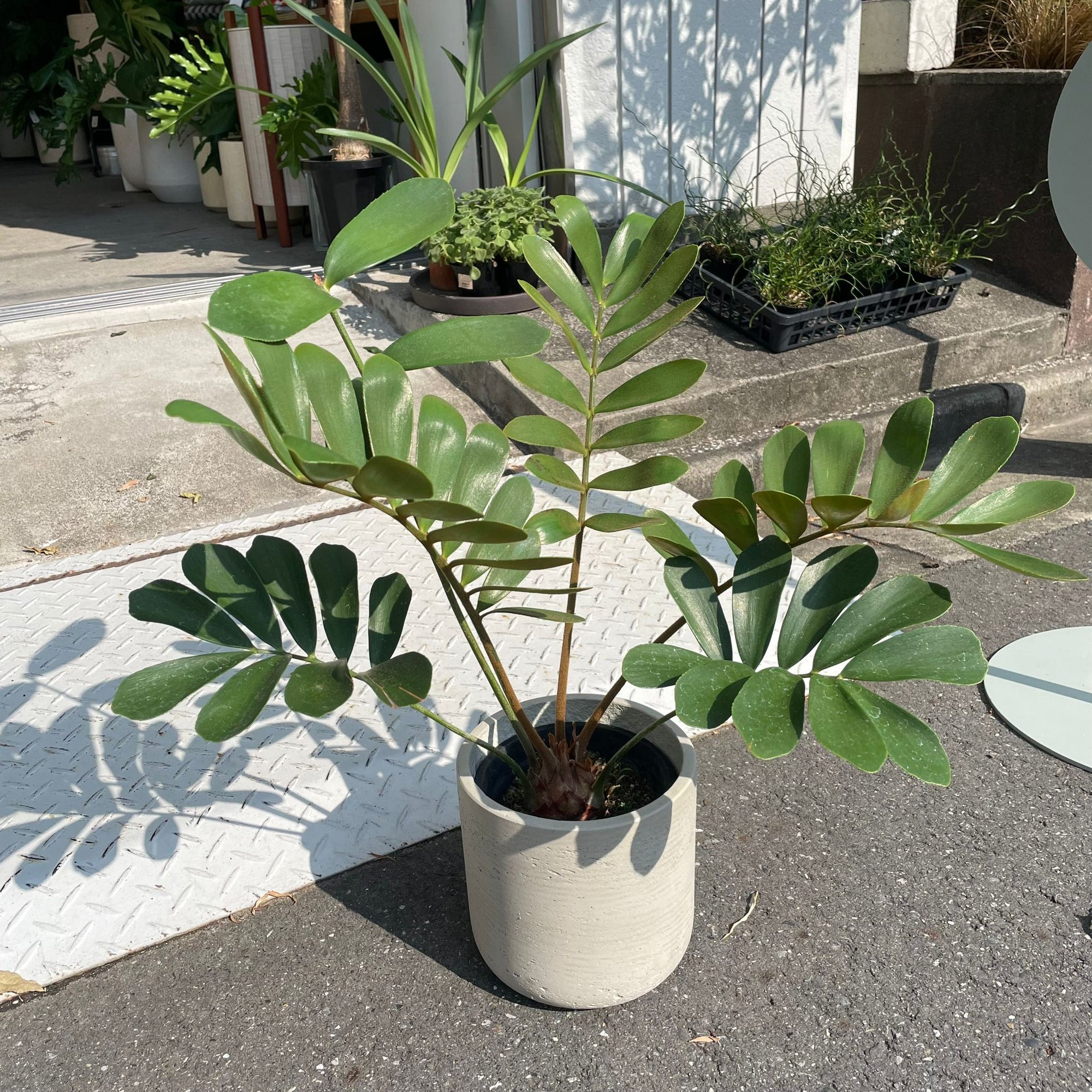 Cardboard Plant(Zamia furfuracea)メキシコソテツ