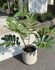 Cardboard Plant(Zamia furfuracea)メキシコソテツ