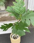Artocarpus altilis パンの木