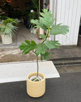 Artocarpus altilis パンの木